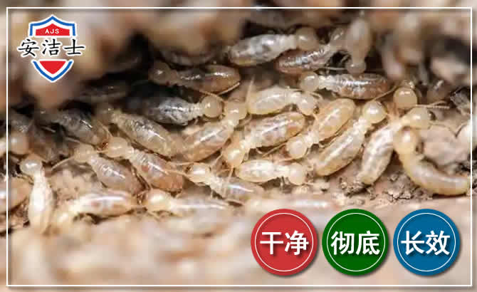 莲都区白蚁防治