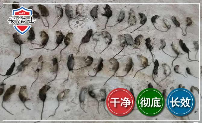 莲都区鼠害防治-灭鼠