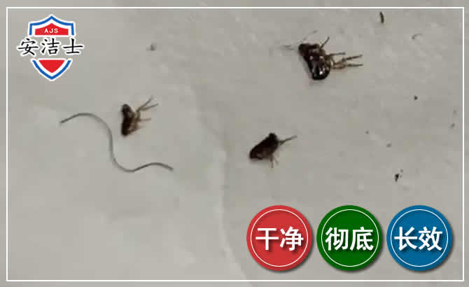 莲都区跳蚤防治-灭跳蚤