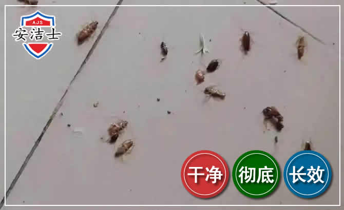 莲都区蟑螂防治-灭蟑螂